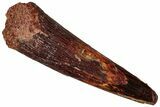 Fossil Pterosaur (Siroccopteryx) Tooth - Morocco #298751-1